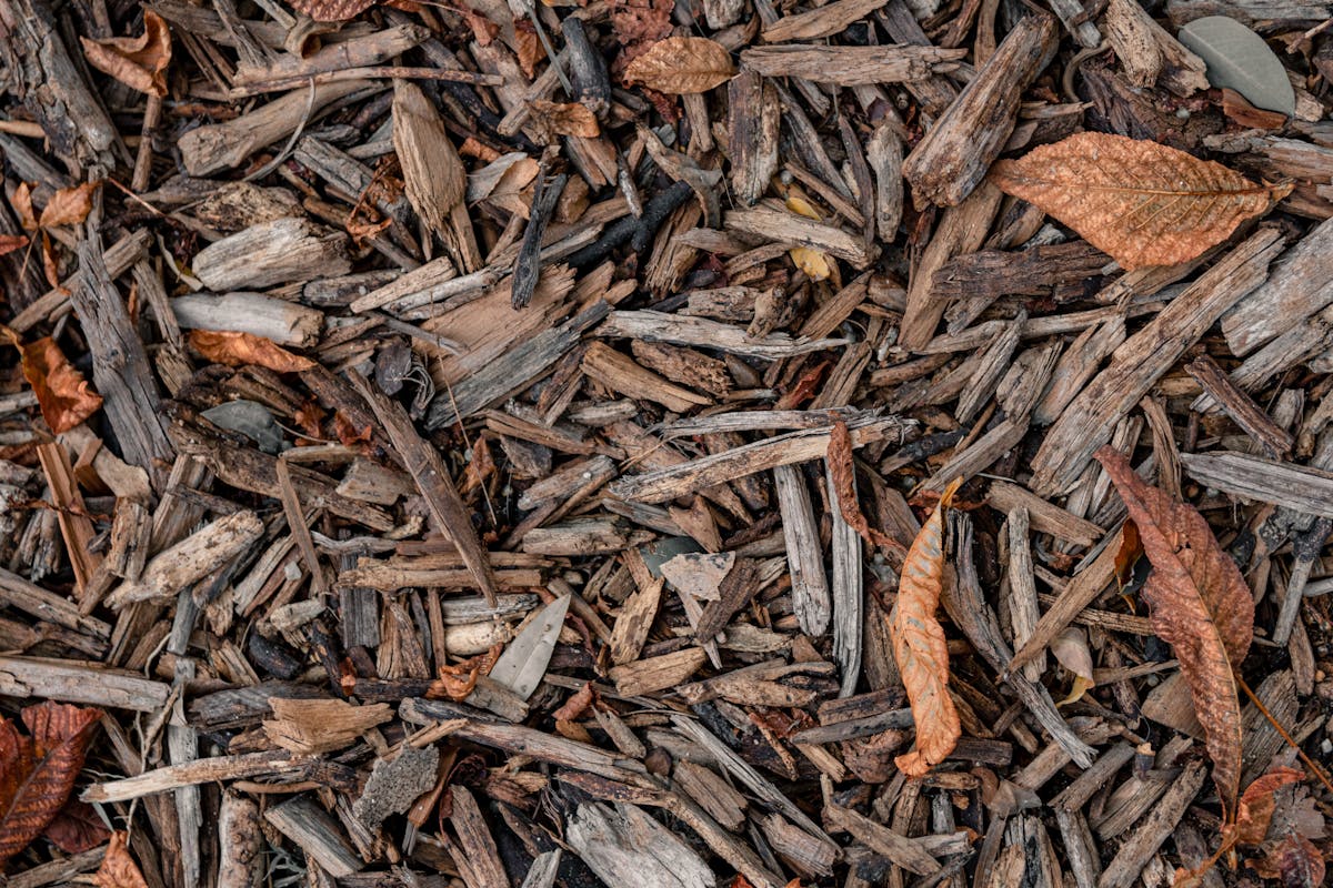Close-up of brown wood mulch chips mixed with dry autumn leaves, a common reuse for ground stump debris