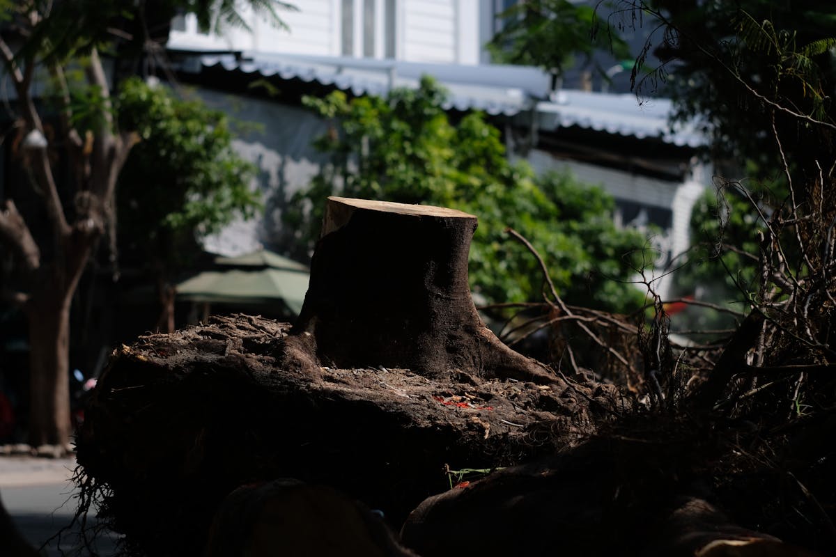 Large tree stump near an urban street surrounded by buildings, the right-of-way scenario that confuses homeowners about who pays