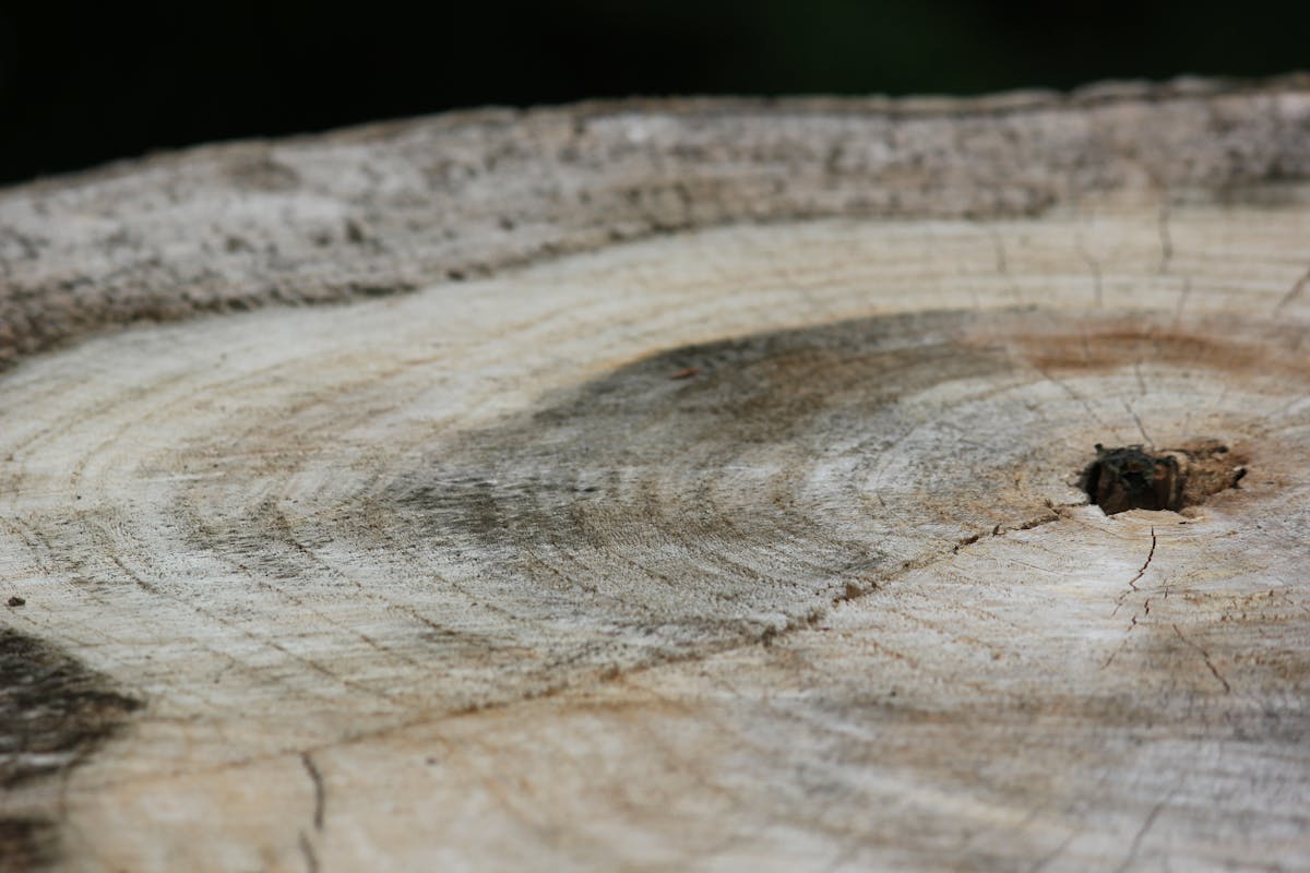 Detailed close-up of tree rings on a freshly cut trunk, showing diameter used to price stump grinding by the inch