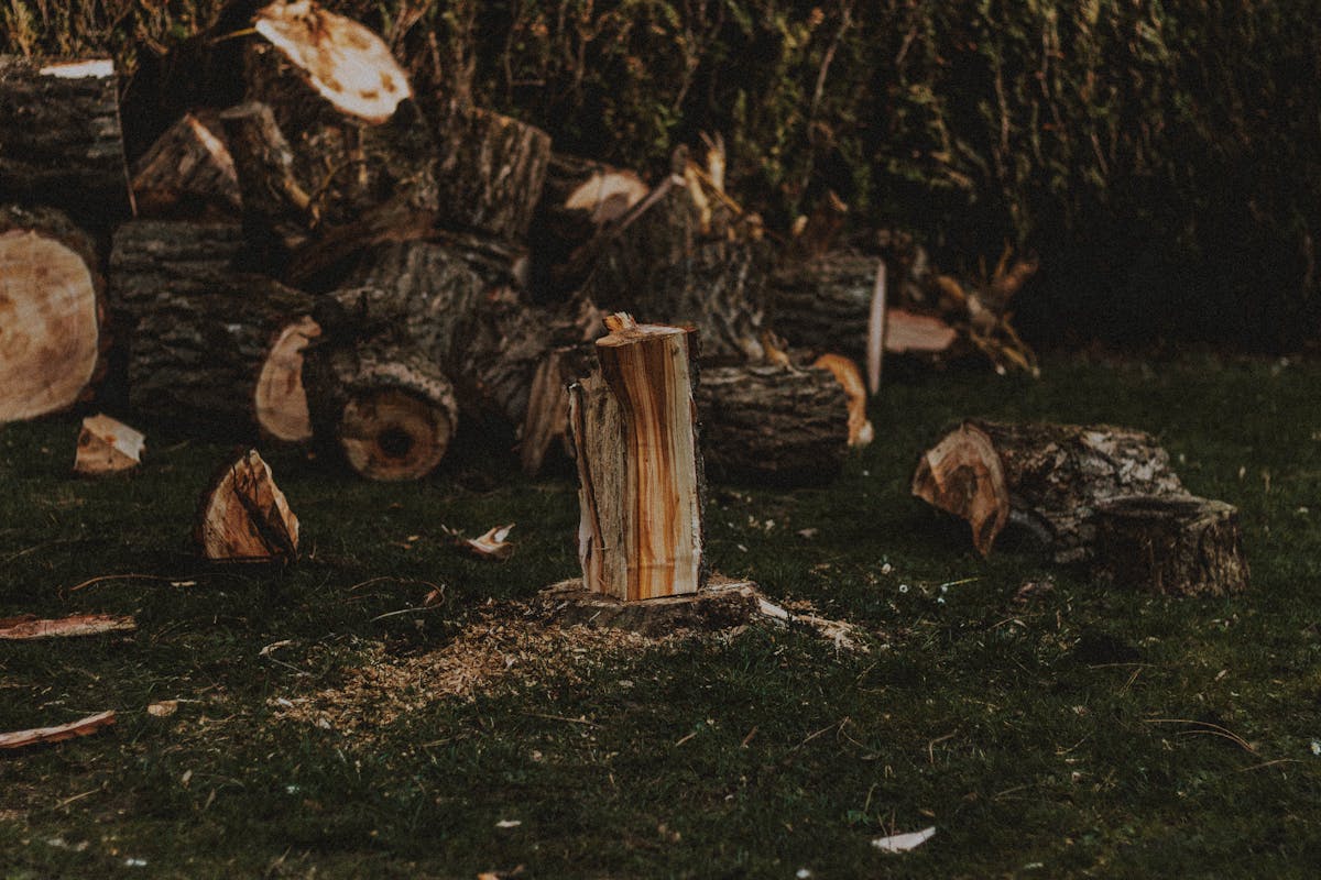 Heap of freshly cut wood with rugged bark on a lawn surrounded by sawdust, evidence of DIY stump work