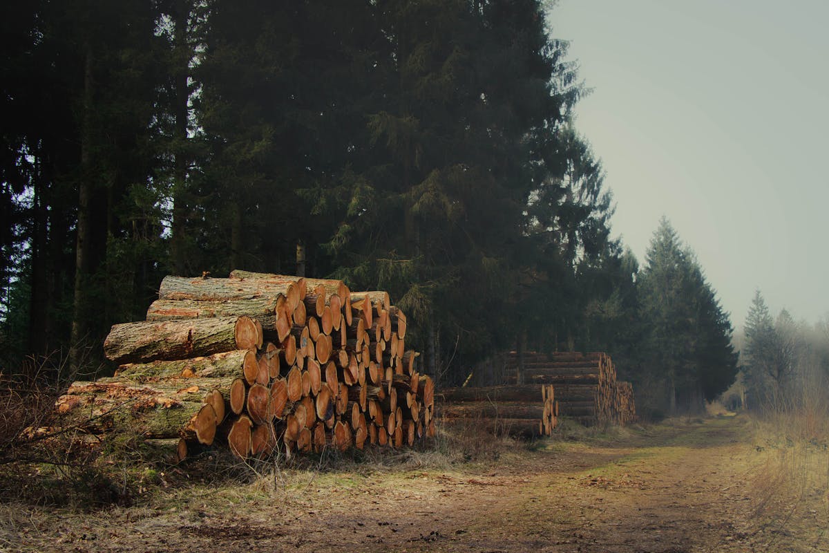 Multiple freshly cut logs resting on a green field surrounded by tall trees, a land-clearing job that qualifies for multi-stump pricing