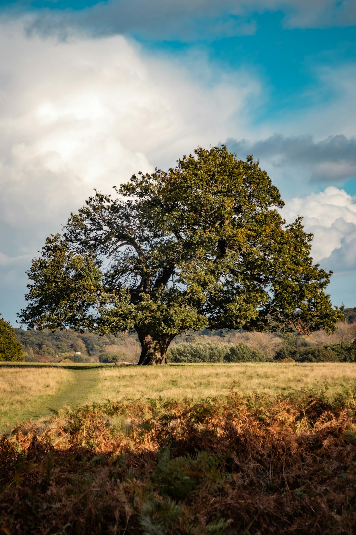 Solitary mature oak tree in a countryside landscape, the dense hardwood species that triggers grinding surcharges