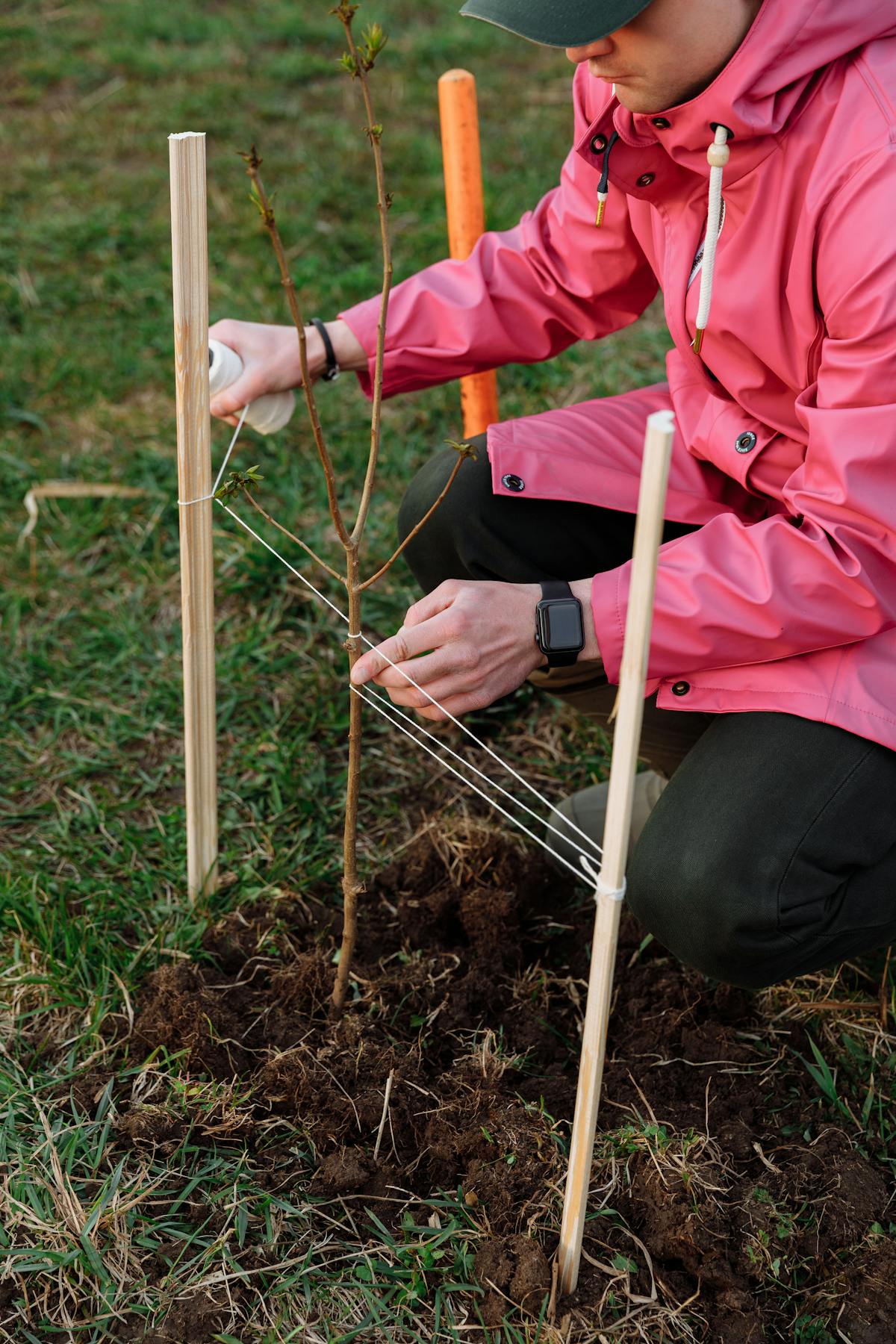 A person ties a young replanted tree to support stakes in freshly turned soil, standard practice for replanting after a stump grind