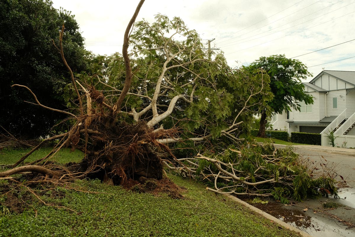 Massive uprooted tree lying across a suburban street after a violent storm, a classic emergency grinding call-out